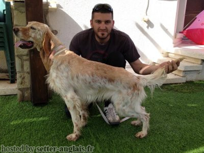 Setter Anglais RINGO OSCAR DOG TRAINING